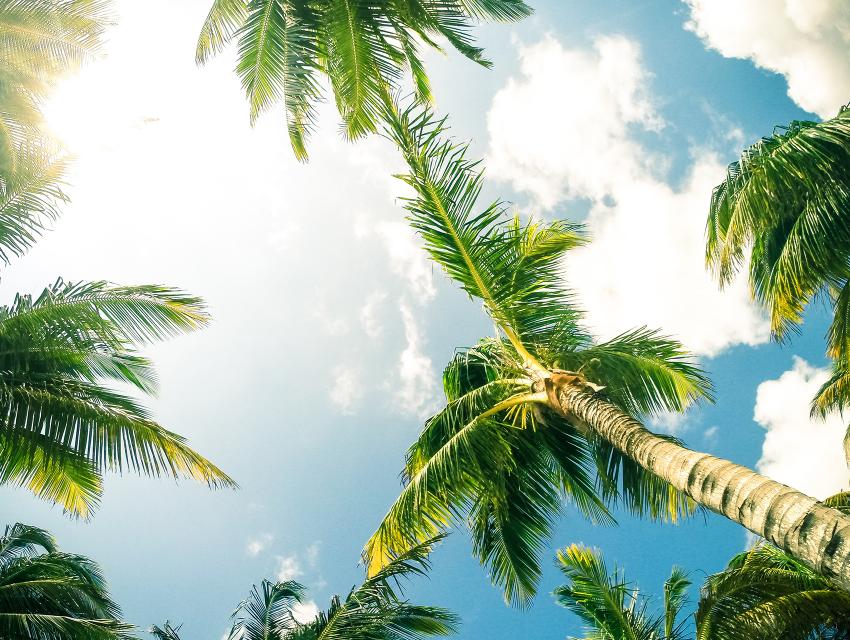 Nautical Paradise - Palm Trees Nautical Paradise - Palm Trees
